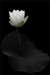 Lotus reflexiones camino meditación