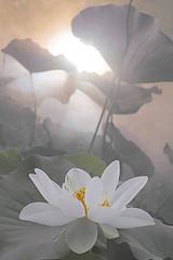 Lotus reflexiones camino meditación