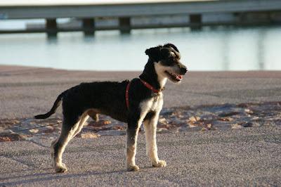 Jazz, espectacular cruce de schnauzer 8-9 meses, tamaño pequeño. Jazz, espectacular cruce de schnauzer 8-9 meses, tamaño pequeño.