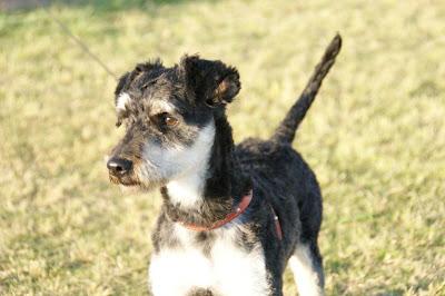 Jazz, espectacular cruce de schnauzer 8-9 meses, tamaño pequeño. Jazz, espectacular cruce de schnauzer 8-9 meses, tamaño pequeño.