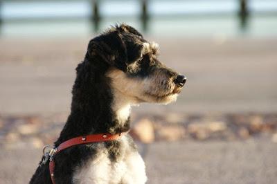 Jazz, espectacular cruce de schnauzer 8-9 meses, tamaño pequeño. Jazz, espectacular cruce de schnauzer 8-9 meses, tamaño pequeño.