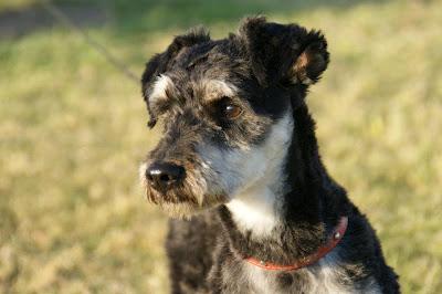 Jazz, espectacular cruce de schnauzer 8-9 meses, tamaño pequeño. Jazz, espectacular cruce de schnauzer 8-9 meses, tamaño pequeño.
