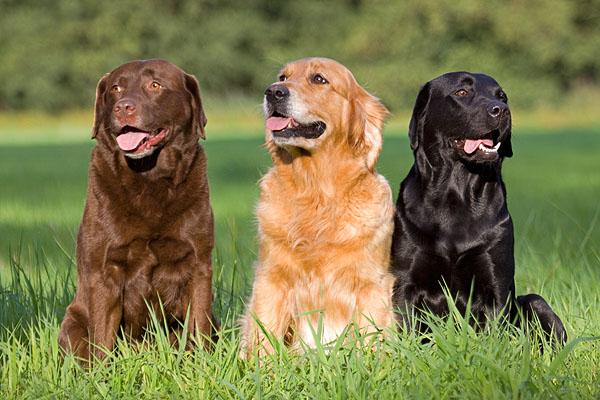 perros labrador retriever