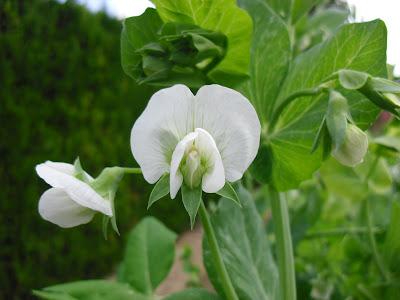 Quién se puede imaginar que los guisantes, tienen una flor tán hermosa como está......(El huerto de López)