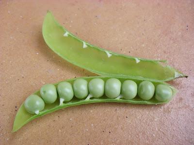 Quién se puede imaginar que los guisantes, tienen una flor tán hermosa como está......(El huerto de López)