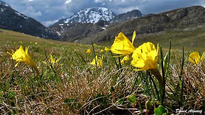 Deshielo primaveral Deshielo primaveral