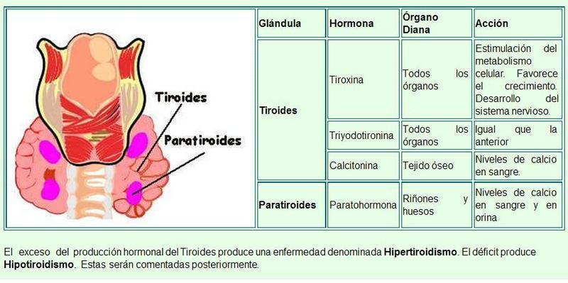 niveles de paratiroides en sangre ¿Qué implican los niveles de paratiroides en sangre?