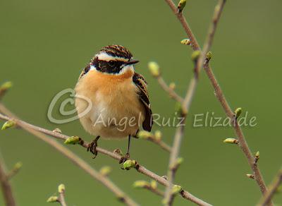 Por Poza de la Sal y alrededores... Por Poza de la Sal y alrededores...