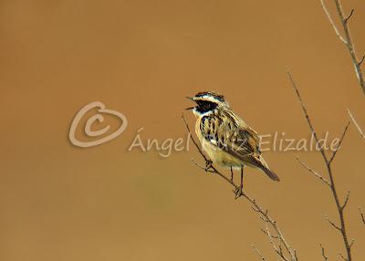 Por Poza de la Sal y alrededores... Por Poza de la Sal y alrededores...