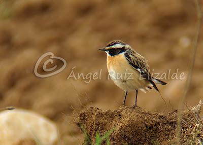 Por Poza de la Sal y alrededores... Por Poza de la Sal y alrededores...