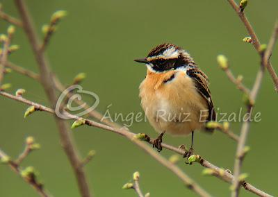 Por Poza de la Sal y alrededores... Por Poza de la Sal y alrededores...