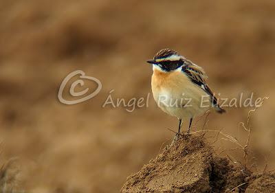 Por Poza de la Sal y alrededores... Por Poza de la Sal y alrededores...