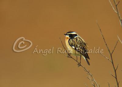 Por Poza de la Sal y alrededores... Por Poza de la Sal y alrededores...