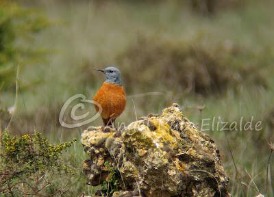 Por Poza de la Sal y alrededores... Por Poza de la Sal y alrededores...