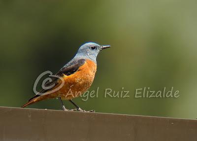 Por Poza de la Sal y alrededores... Por Poza de la Sal y alrededores...