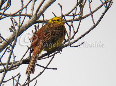 Por Poza de la Sal y alrededores... Por Poza de la Sal y alrededores...