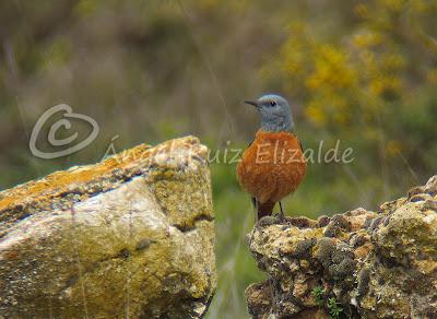 Por Poza de la Sal y alrededores... Por Poza de la Sal y alrededores...