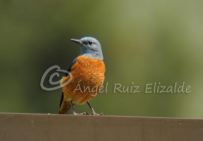 Por Poza de la Sal y alrededores... Por Poza de la Sal y alrededores...