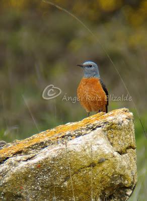 Por Poza de la Sal y alrededores... Por Poza de la Sal y alrededores...