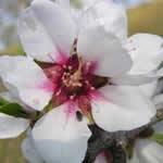 planta Almendro planta Almendro