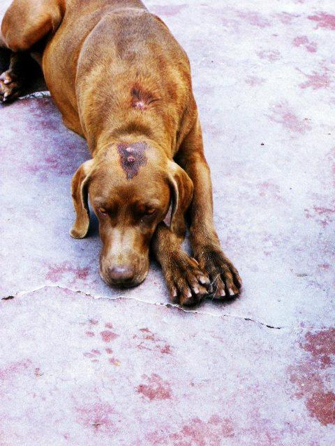 Neus, recogida llena de heridas de perdigones Neus, recogida llena de heridas de perdigones