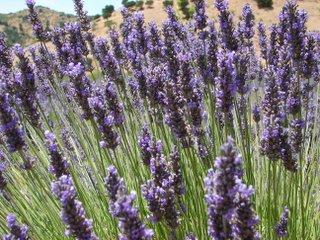 Un jardín perfumado