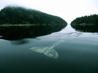 La ballena más solitaria del mundo