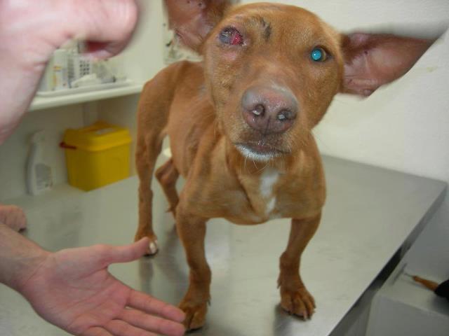 Podenquito recogido en Rota, en estas condiciones.... Podenquito recogido en Rota, en estas condiciones....