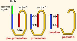péptido C Un desarrollo un poco más lento de la diabetes tipo 1