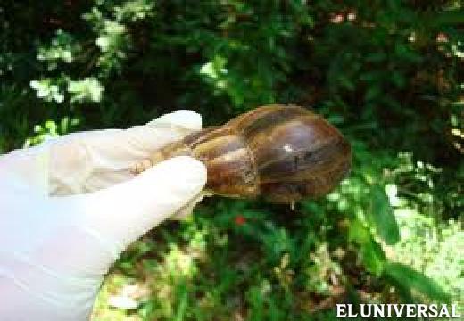 El Caracol Africano una Especie Invasora en Venezuela (lo que usted y yo debemos saber sobre ellos, para no infectarnos, mi vecina está invadida por ellos) una forma de controlarlos aplicandoles cal