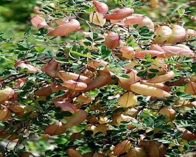 Espantalobos Espantalobos