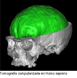 Taller de Paleoneurobiología - Descubriendo la evolución cerebral Taller de Paleoneurobiología - Descubriendo la evolución cerebral