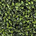 Boj como planta medicinal Boj como planta medicinal