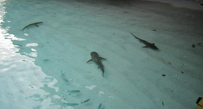 Raja Ampat, Día Cuatro - Tiburones