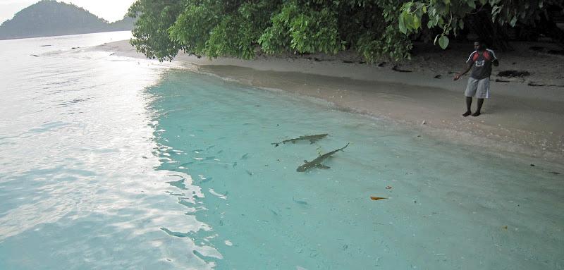 Raja Ampat, Día Cuatro - Tiburones