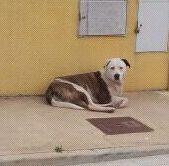 BOB, CRUCE PITBULL ó DOGO EN LA CALLE. (VALENCIA)