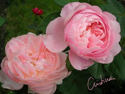 The Alnwick Rose: profusión y resistencia de un rosal de Austin The Alnwick Rose: profusión y resistencia de un rosal de Austin