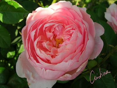 The Alnwick Rose: profusión y resistencia de un rosal de Austin The Alnwick Rose: profusión y resistencia de un rosal de Austin