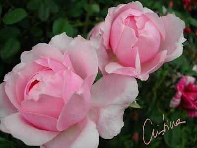 The Alnwick Rose: profusión y resistencia de un rosal de Austin The Alnwick Rose: profusión y resistencia de un rosal de Austin