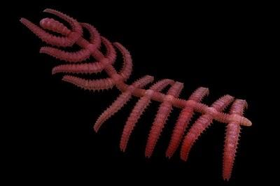 Especies sorprendentes El cactus caminante Especies sorprendentes El cactus caminante