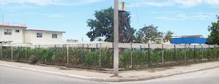 Introducen el cultivo de la Fresa en Sagua la Grande. Introducen el cultivo de la Fresa en Sagua la Grande.