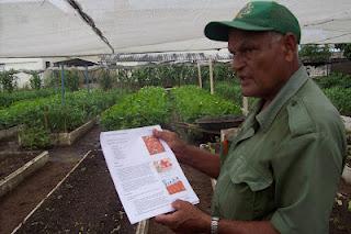 Introducen el cultivo de la Fresa en Sagua la Grande. Introducen el cultivo de la Fresa en Sagua la Grande.