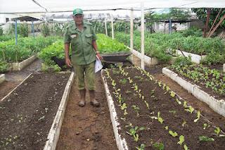 Introducen el cultivo de la Fresa en Sagua la Grande. Introducen el cultivo de la Fresa en Sagua la Grande.