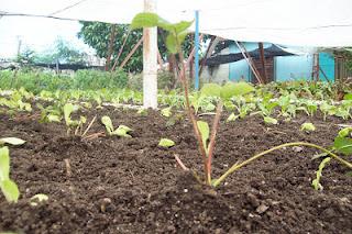 Introducen el cultivo de la Fresa en Sagua la Grande. Introducen el cultivo de la Fresa en Sagua la Grande.