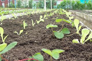 Introducen el cultivo de la Fresa en Sagua la Grande. Introducen el cultivo de la Fresa en Sagua la Grande.