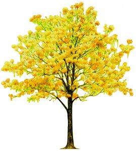 CELEBRAMOS EL DÍA DEL ÁRBOL EN VENEZUELA