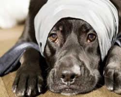 Cólicos en perros Cólicos en perros