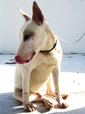 Bully, precioso cruce de bull terrier, busca familia...‏