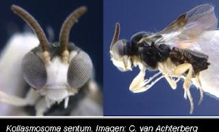 Una avispa en el Top Ten de nuevas especies curiosas del 2011