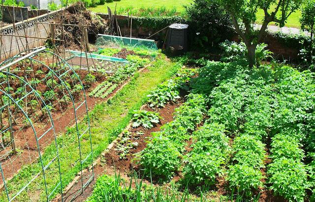ENSALADAS DE LA HUERTA........(LECHUGAS Y RABANOS).- ENSALADAS DE LA HUERTA........(LECHUGAS Y RABANOS).-